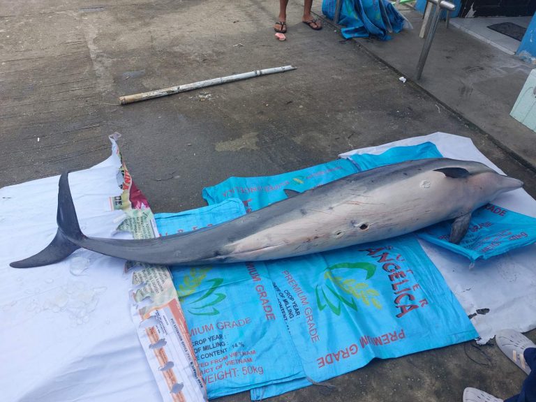 Animal Stranding Assistance Calauag, Quezon | November 13, 2022