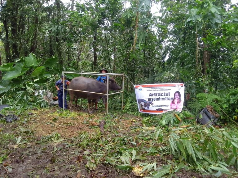 Estrus Synchronization Artificial Insemination on Large Ruminants sa Sampaloc, Quezon | February 27, 2023