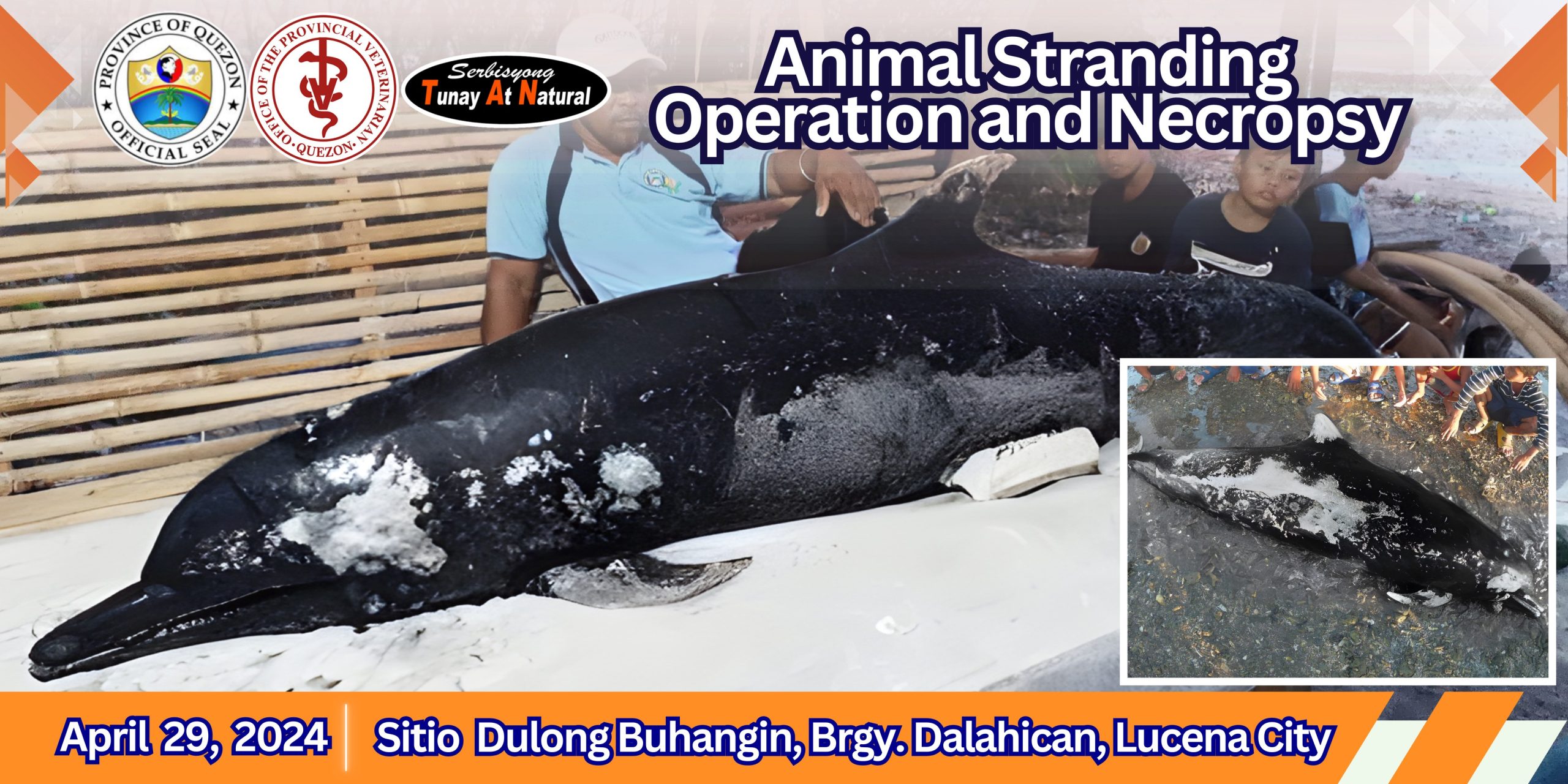 Animal Stranding Operation and Necropsy | April 29, 2024