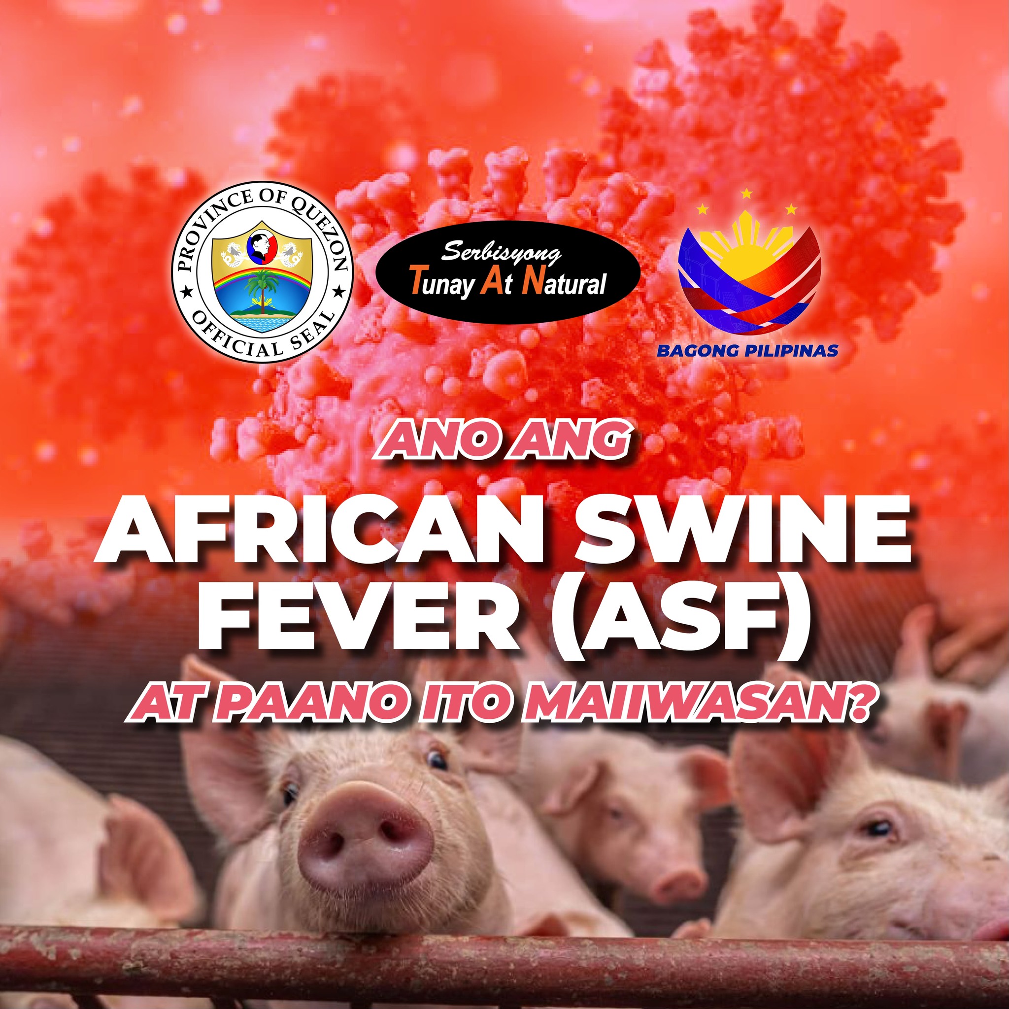 African Swine Fever (ASF) at Paano Ito Maiiwasan?