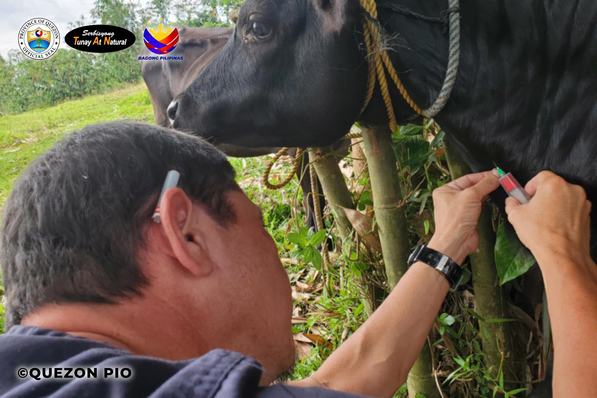 Nagsagawa ang Office of the Provincial Veterinarian ng Foot-and-Mouth Disease (FMD) Negative Surveillance sa ilang hayop sa lalawigan | October 30, 2024