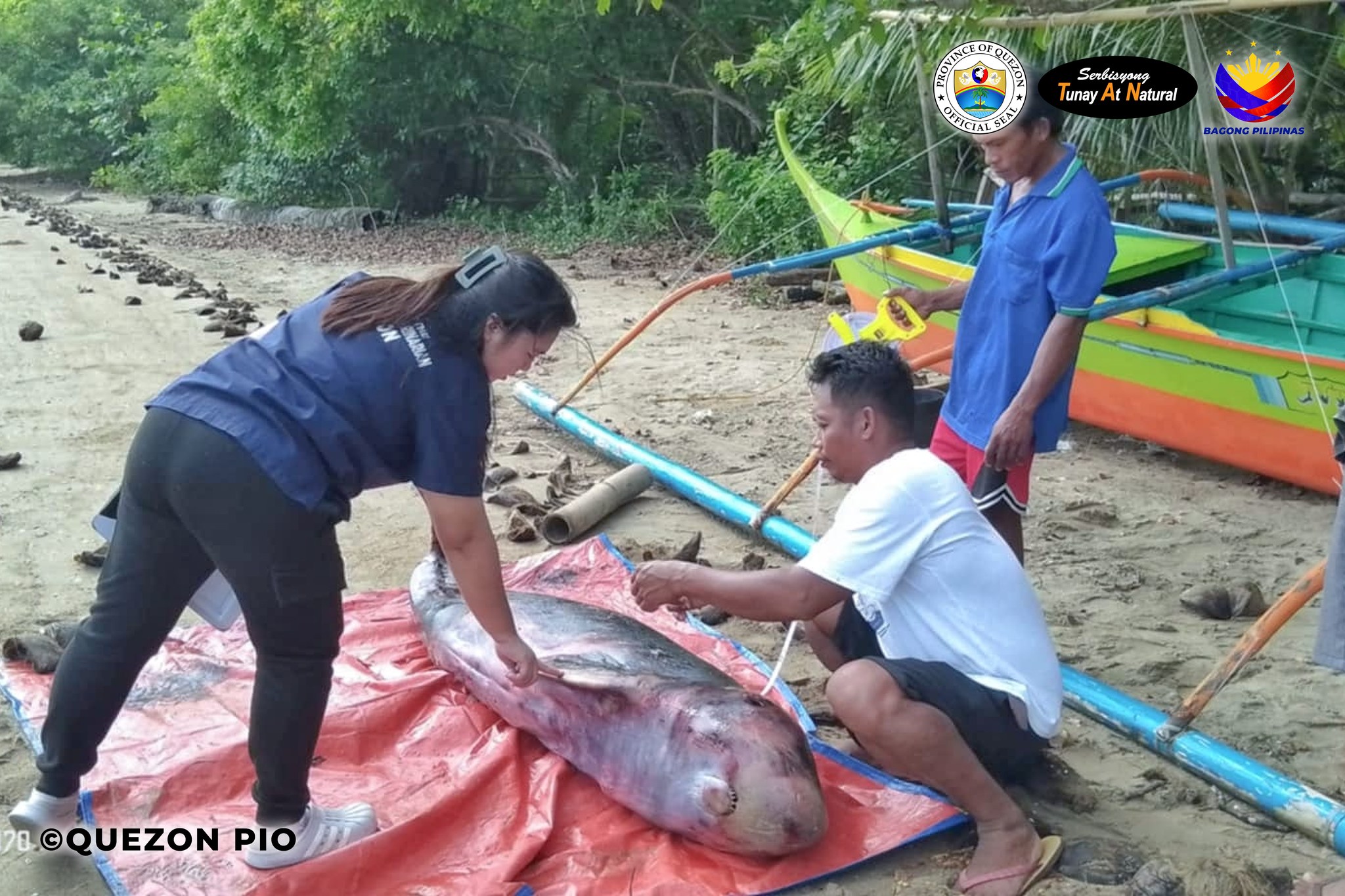 Isang Dwarf Sperm Whale ang nakita ng isang residente na naging stranded sa Guinayangan, Quezon | November 06, 2024