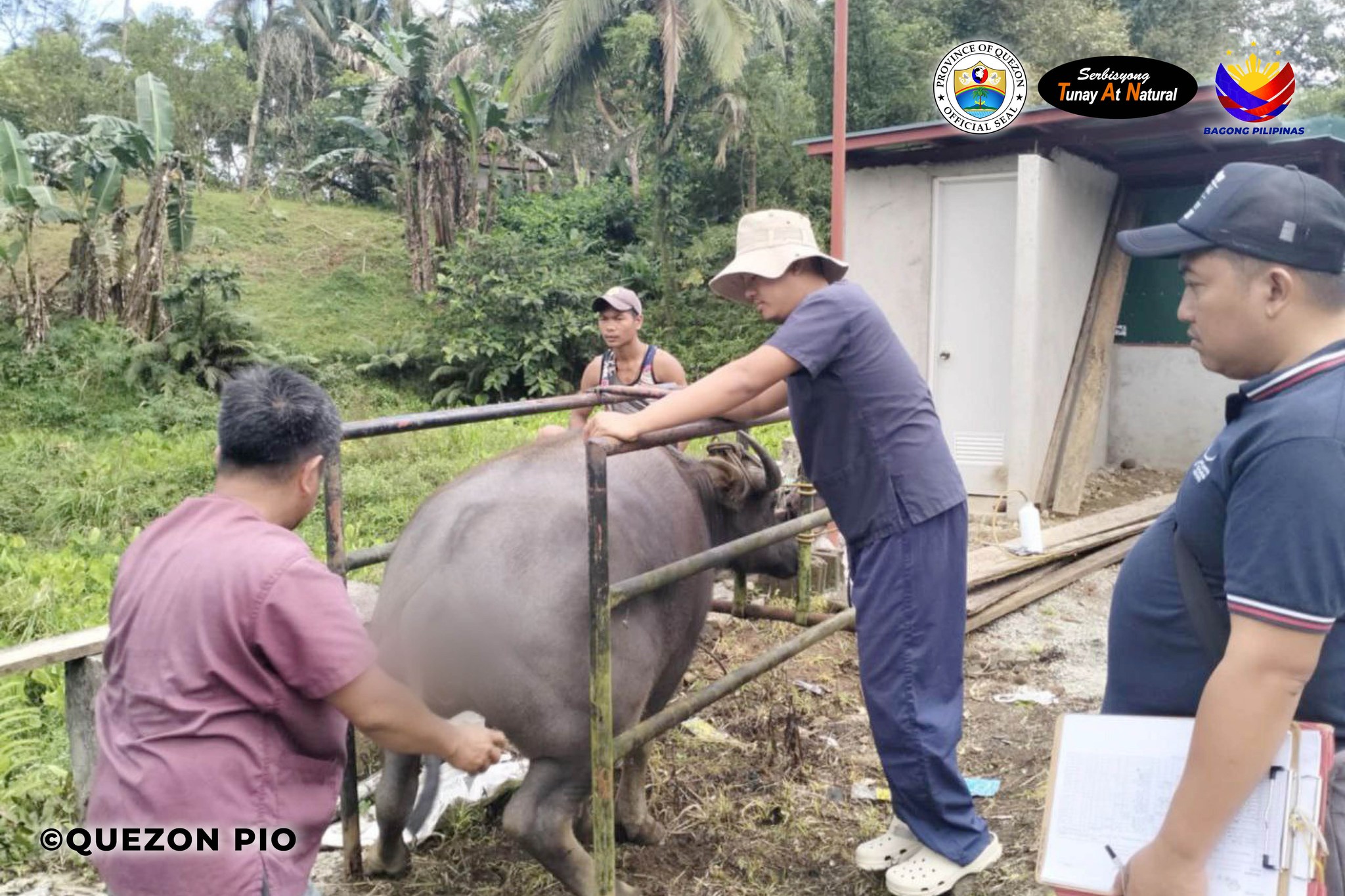 Estrus Synchronization/Artificial Insemination on Large Ruminants | March 7, 2025