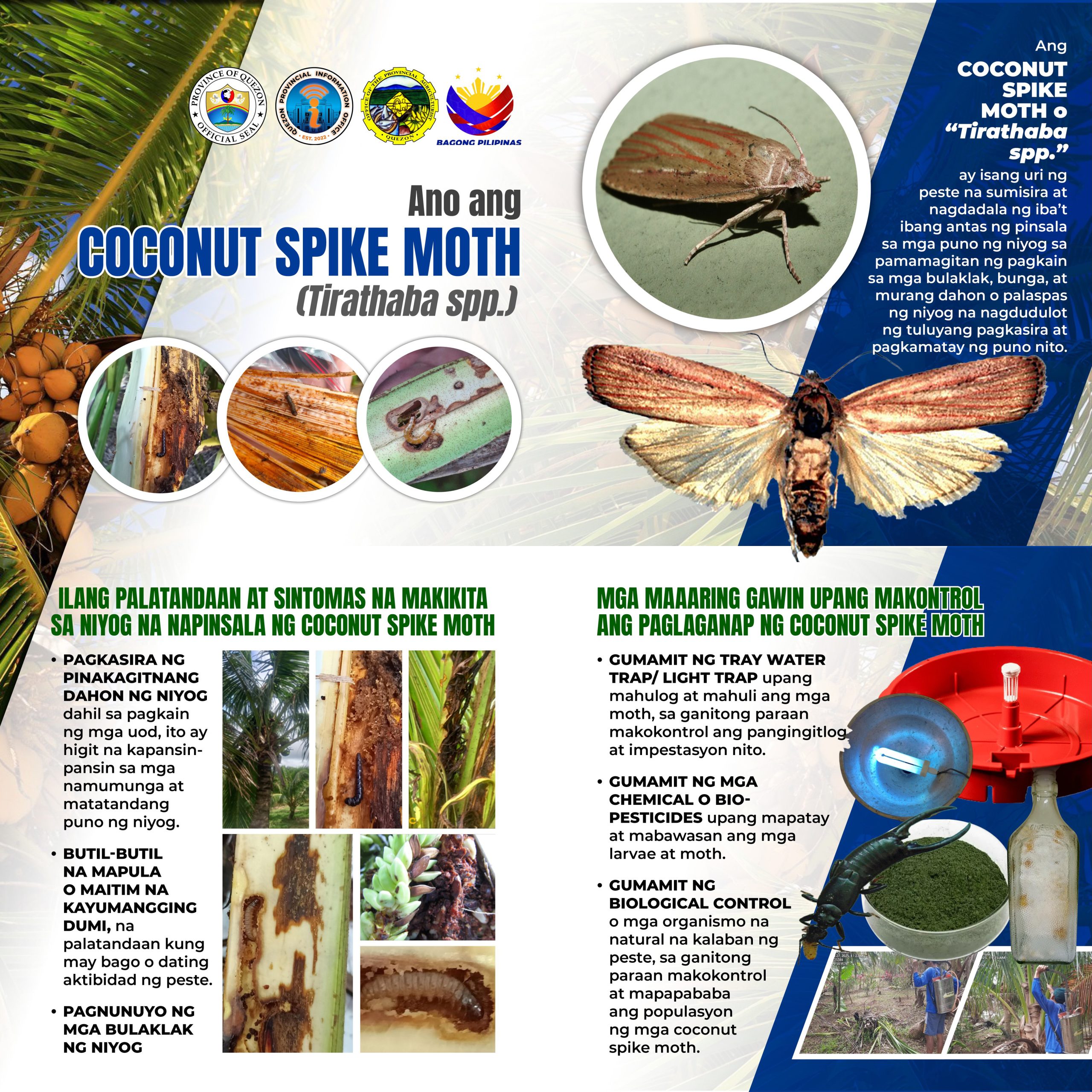 “COCONUT SPIKE MOTH” o “TIRATHABA SPP.”  ang kasalukuyang kumakalat sa rehiyon ng CALABARZON